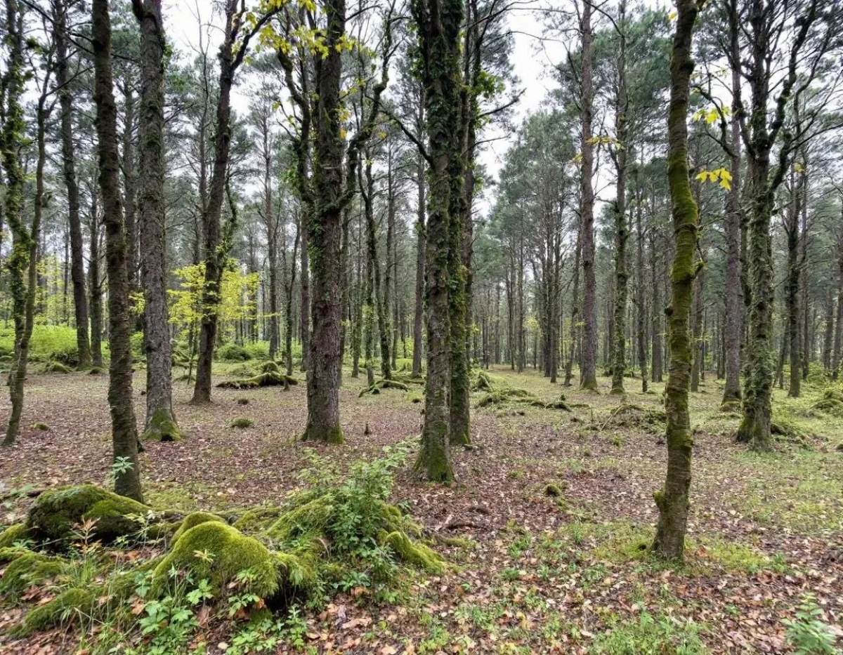 Investissement Forestier : Comment Concilier Rendement, Écologie et Transmission du Patrimoine
